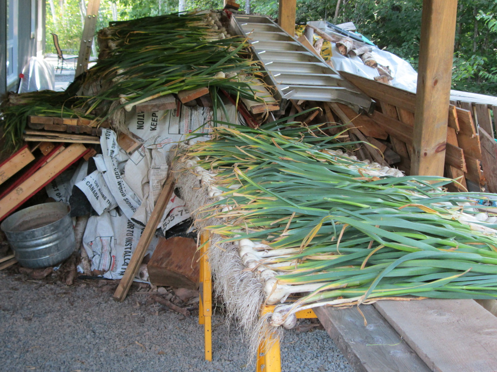 Open air drying. Watch for rain with late summer humidity.