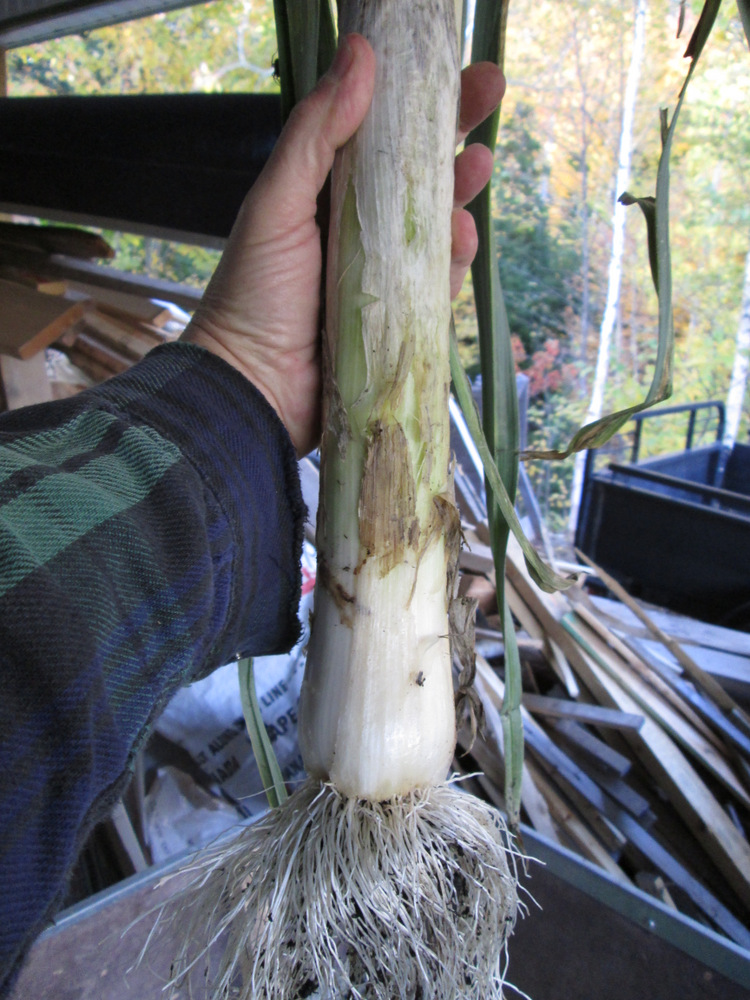 My leeks became so large, (2-3/8" or 6mm OD) and tall (7' or 2M) that the entire row capsized and fell sideways. I didn’t know that like potatoes, they need to be hilled.