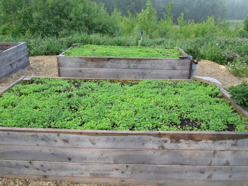 Red clover that will re-seed itself for the next 3 years leaving the beds rejuvenated.