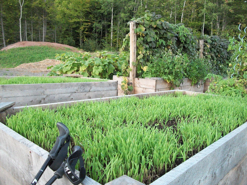 Winter rye grass planted as a cover and green manure crop.
