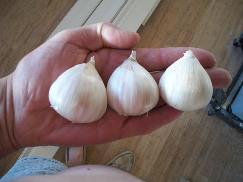 Yes, I did plant these but will not in future. Why not? ‘Cause a large clove does not produce necessarily more large cloves within bulbs. Eat ‘em instead says eye, breathing heavily at people. hahahaha
