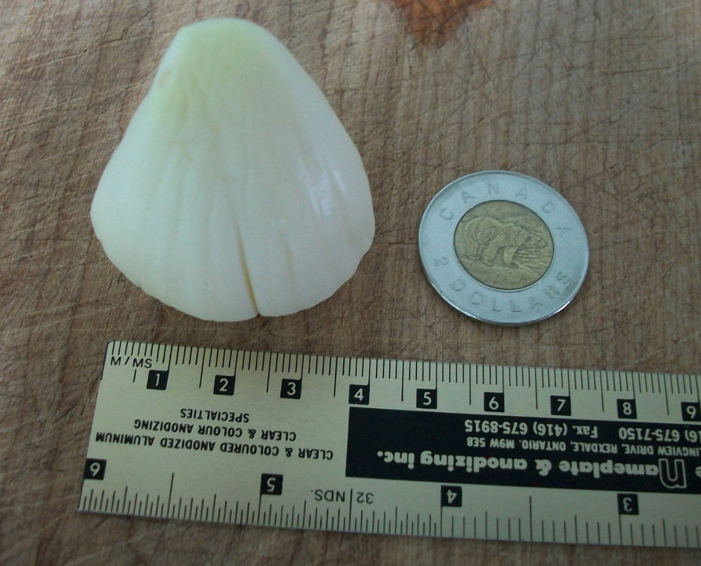 The single largest clove I’ve grown or seen.